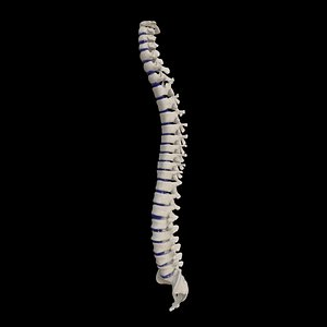 Rigged human spine