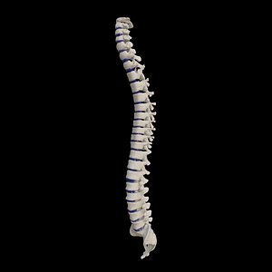 Rigged human spine