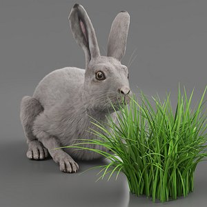 3D model White Hare Eating Grass Fur Animated Rigged For Maya