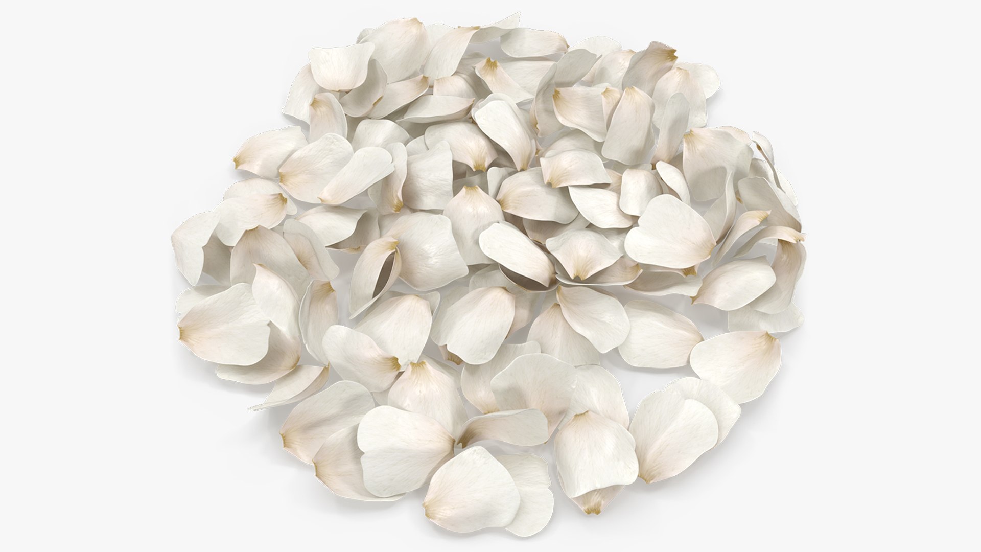 Jasmine Flower Petals 3D model preview
