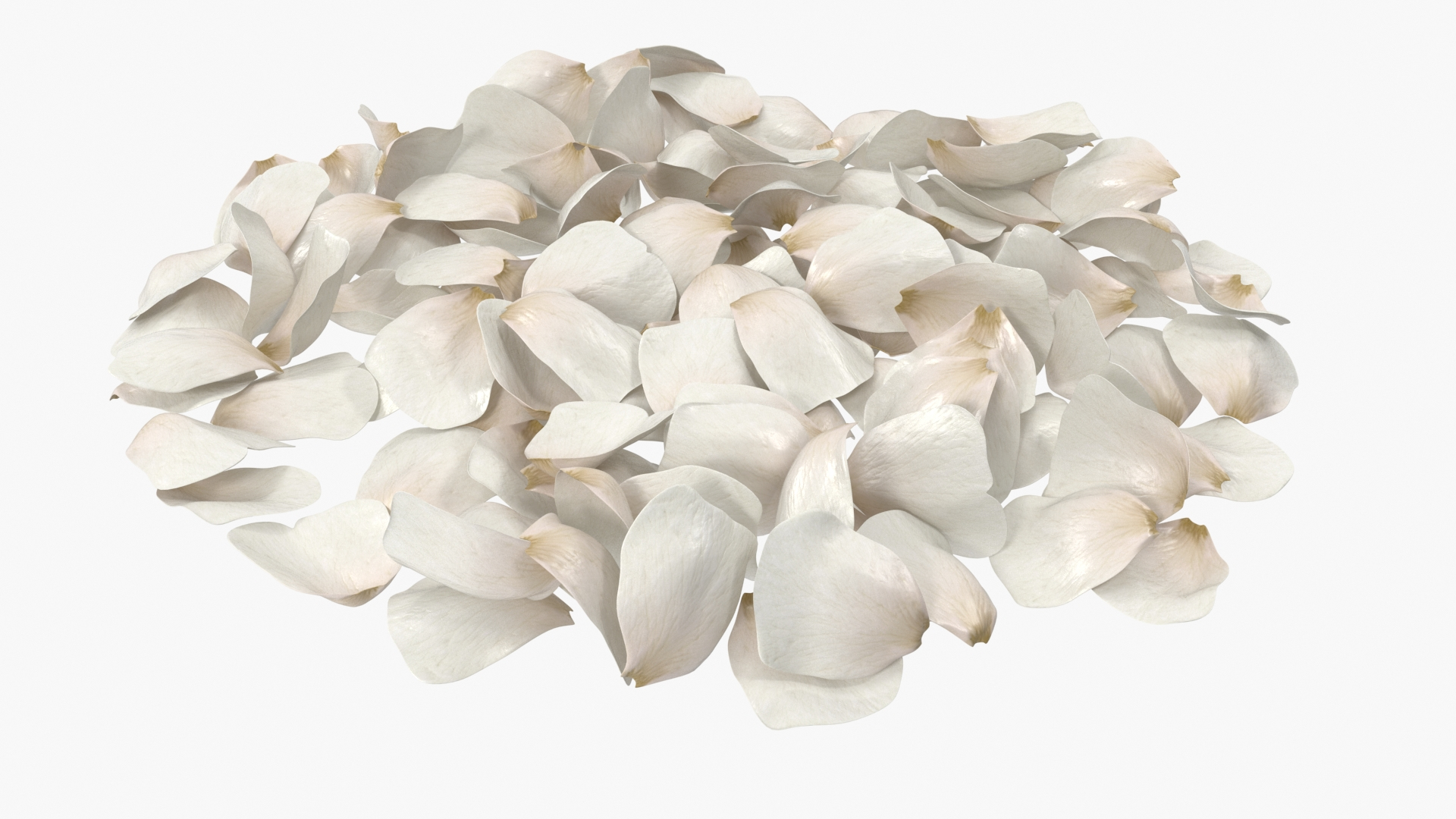 3D Jasmine Flower Petals model https://p.turbosquid.com/ts-thumb/1H/syBlKL/NW/jasmine_flower_petals_360/jpg/1765404186/1920x1080/turn_fit_q99/ce389a6fb8ecf9659deab203d5981f952fb8a401/jasmine_flower_petals_360-1.jpg