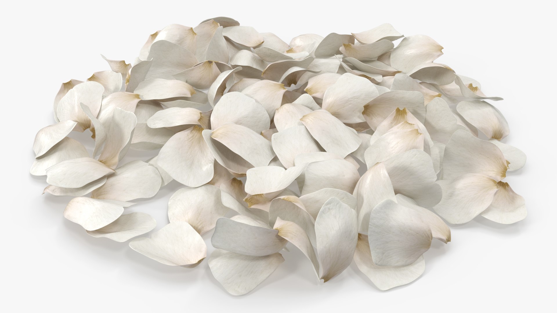 3D Jasmine Flower Petals model https://p.turbosquid.com/ts-thumb/1H/syBlKL/OF/jasmine_flower_petals_003/jpg/1765404274/1920x1080/fit_q87/097d3bcce408a880dcf23ddcb9a6577172faa984/jasmine_flower_petals_003.jpg