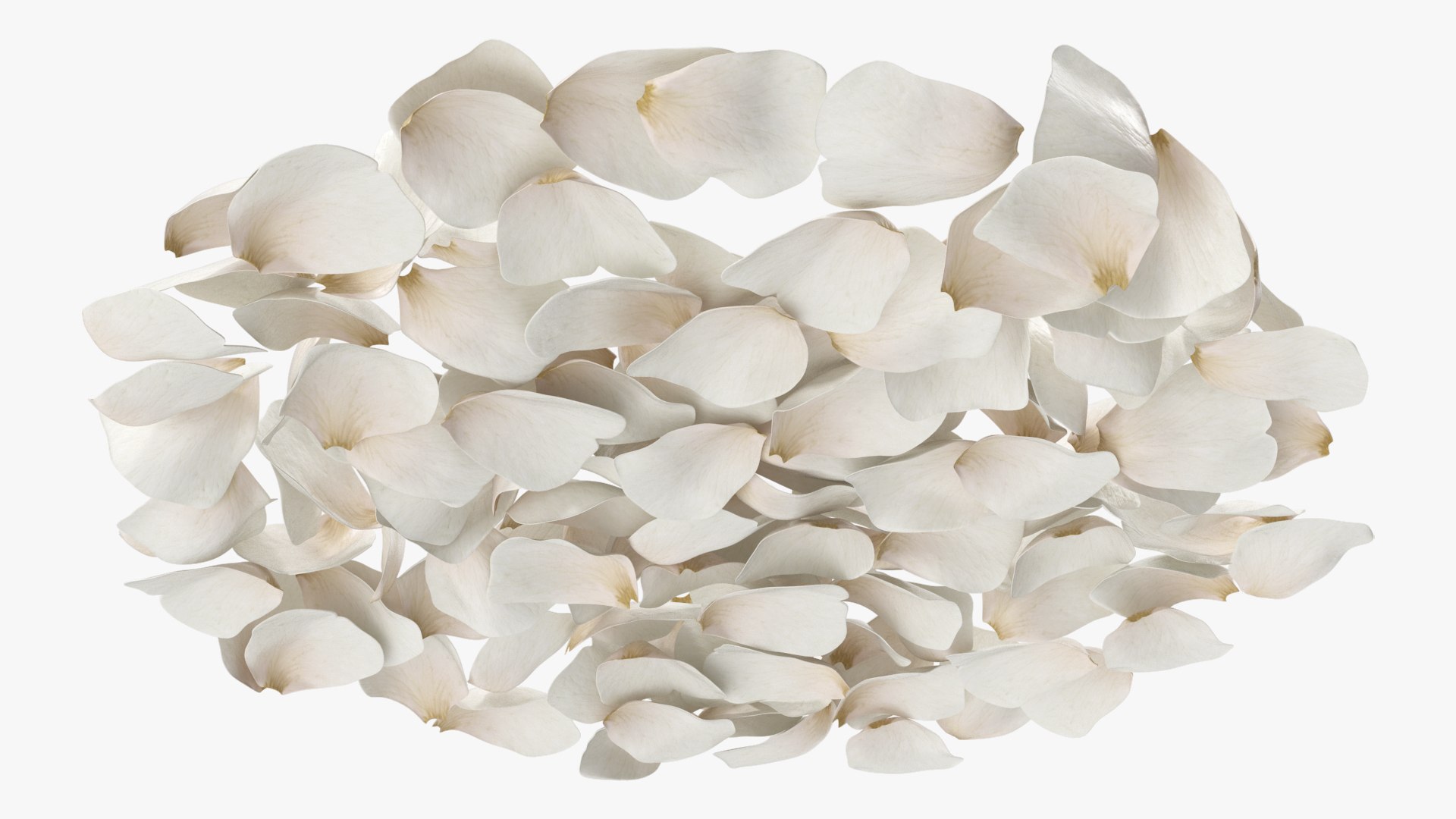 3D Jasmine Flower Petals model https://p.turbosquid.com/ts-thumb/1H/syBlKL/R7/jasmine_flower_petals_005/jpg/1765404280/1920x1080/fit_q87/8a4fafa3597be327b129671247cb3f42df5e22dd/jasmine_flower_petals_005.jpg