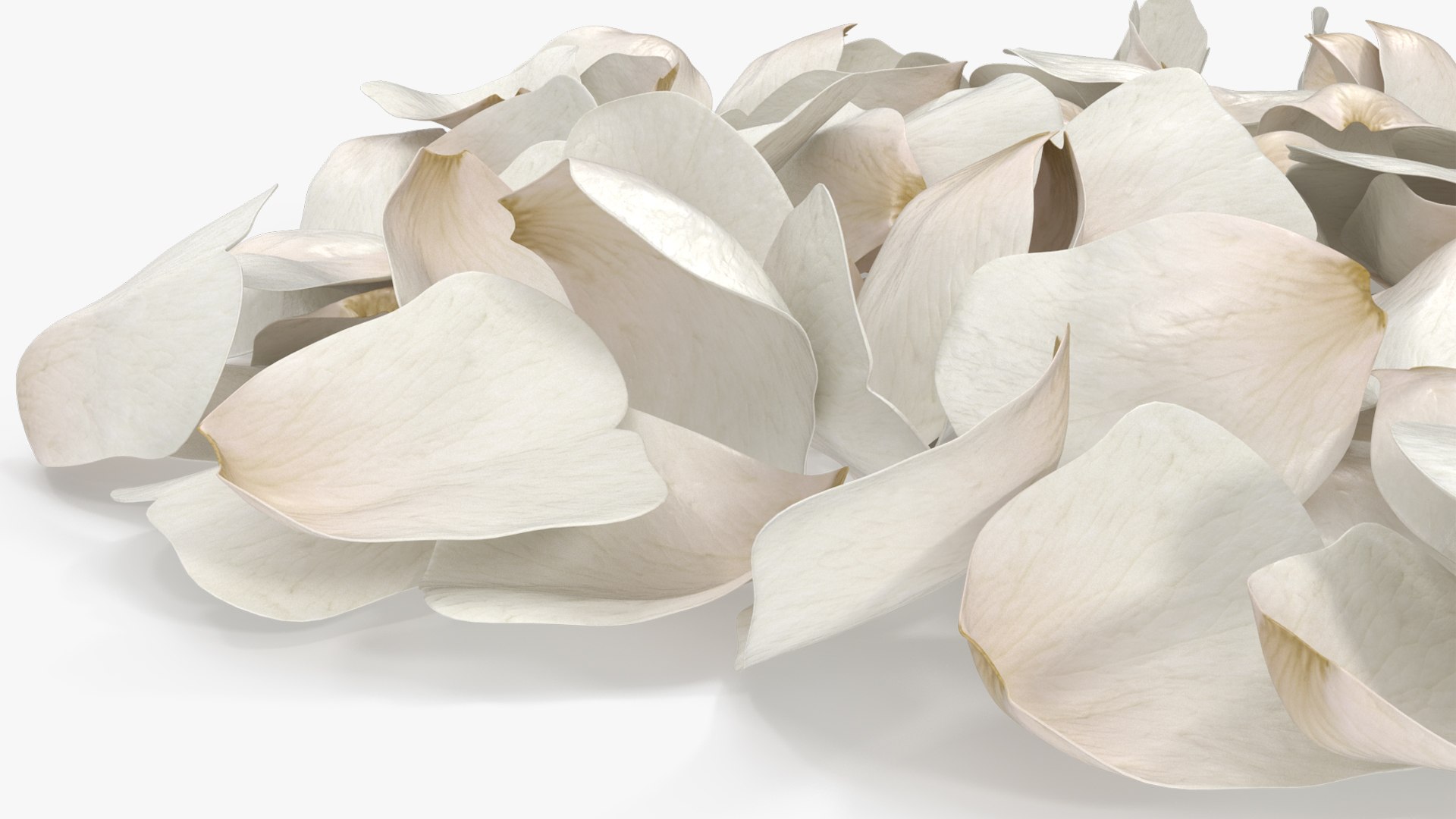 3D Jasmine Flower Petals model https://p.turbosquid.com/ts-thumb/1H/syBlKL/lw/jasmine_flower_petals_006/jpg/1765404283/1920x1080/fit_q87/1f2f27faaafac1b5332a621fffdcc6dc68426fb7/jasmine_flower_petals_006.jpg