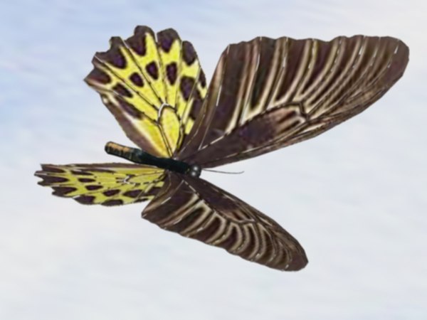 3d birdwing butterfly flap wings model