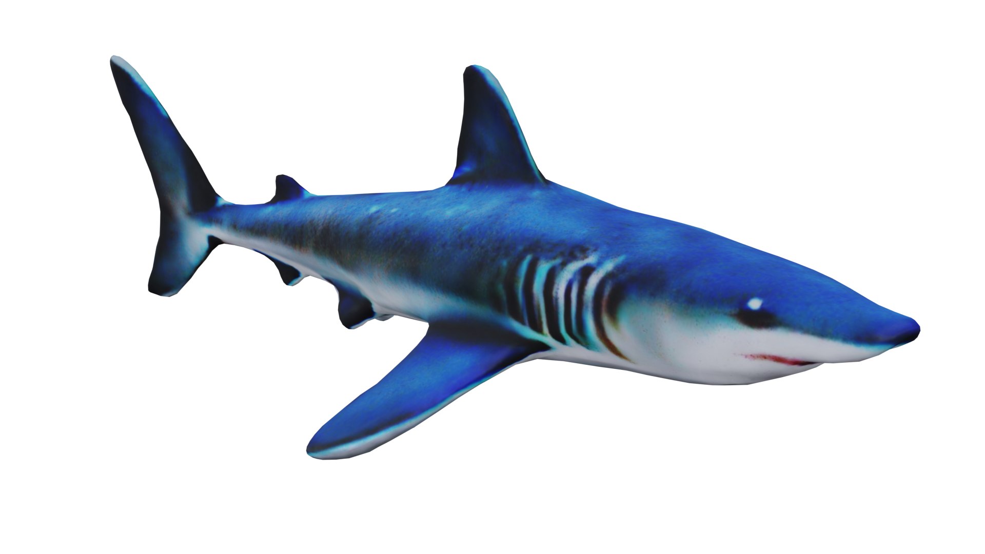 Reef Shark 3D Model - TurboSquid 2208130