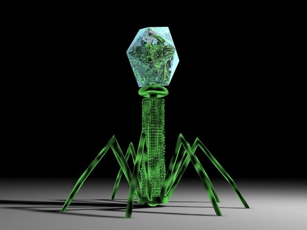 t4 virus 3d model