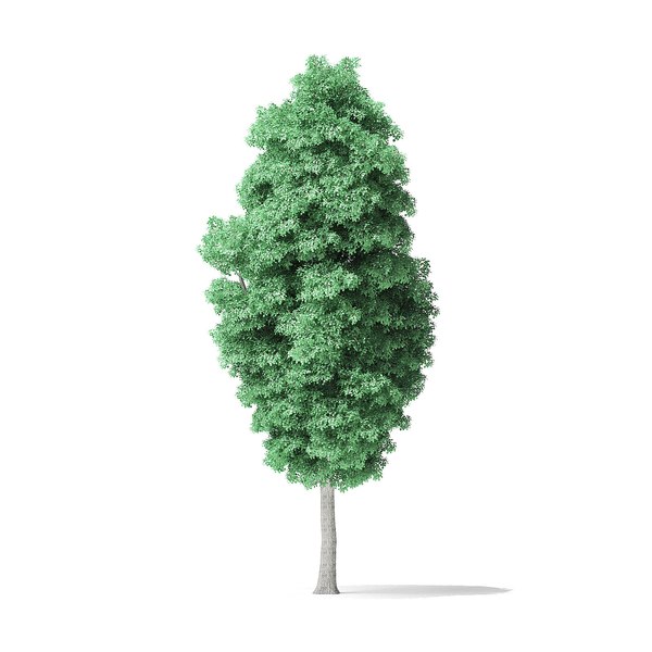 american basswood tree 14 3D model