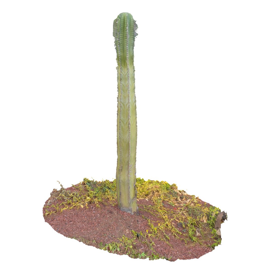 Real Cactus 8k Max