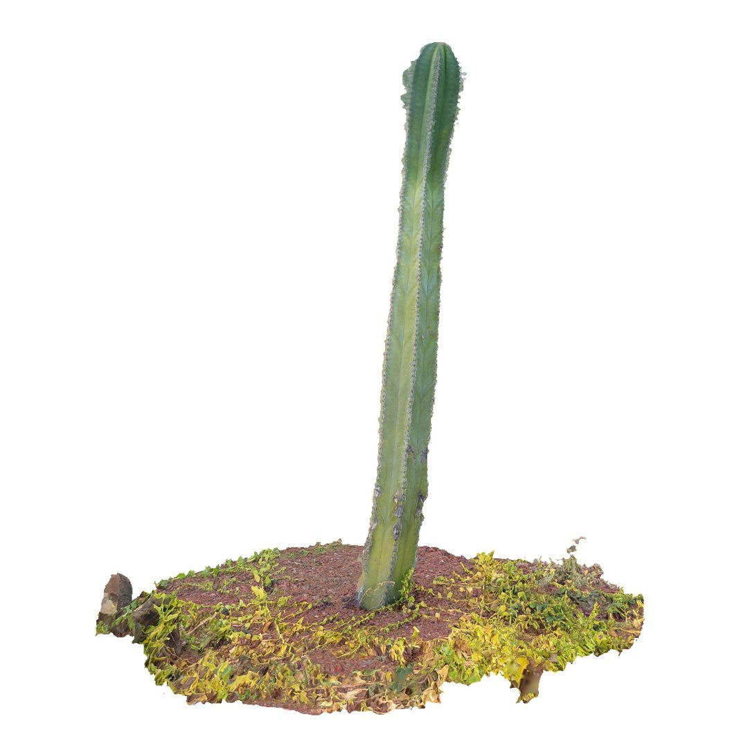 Real Cactus 8k Max