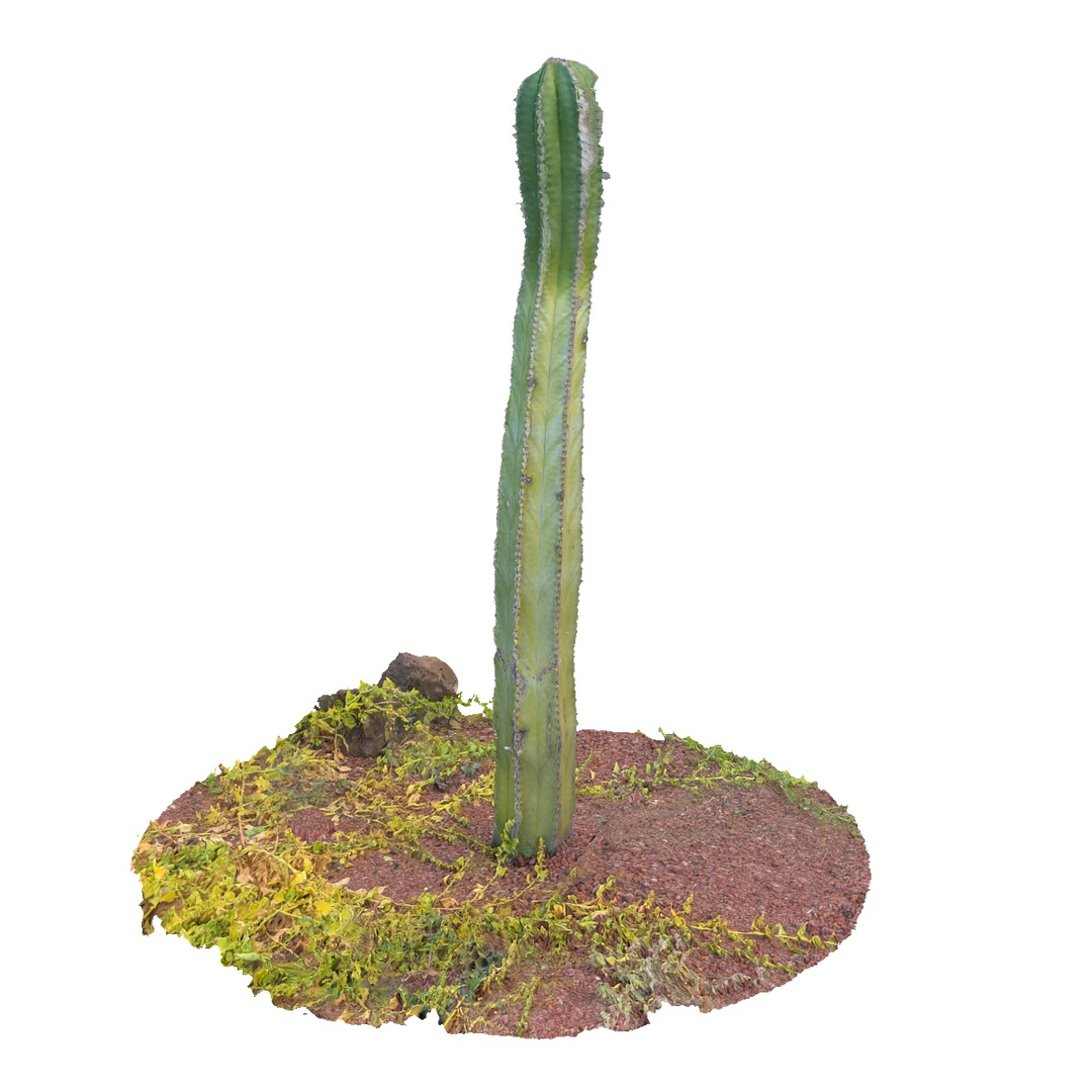 Real Cactus 8k Max