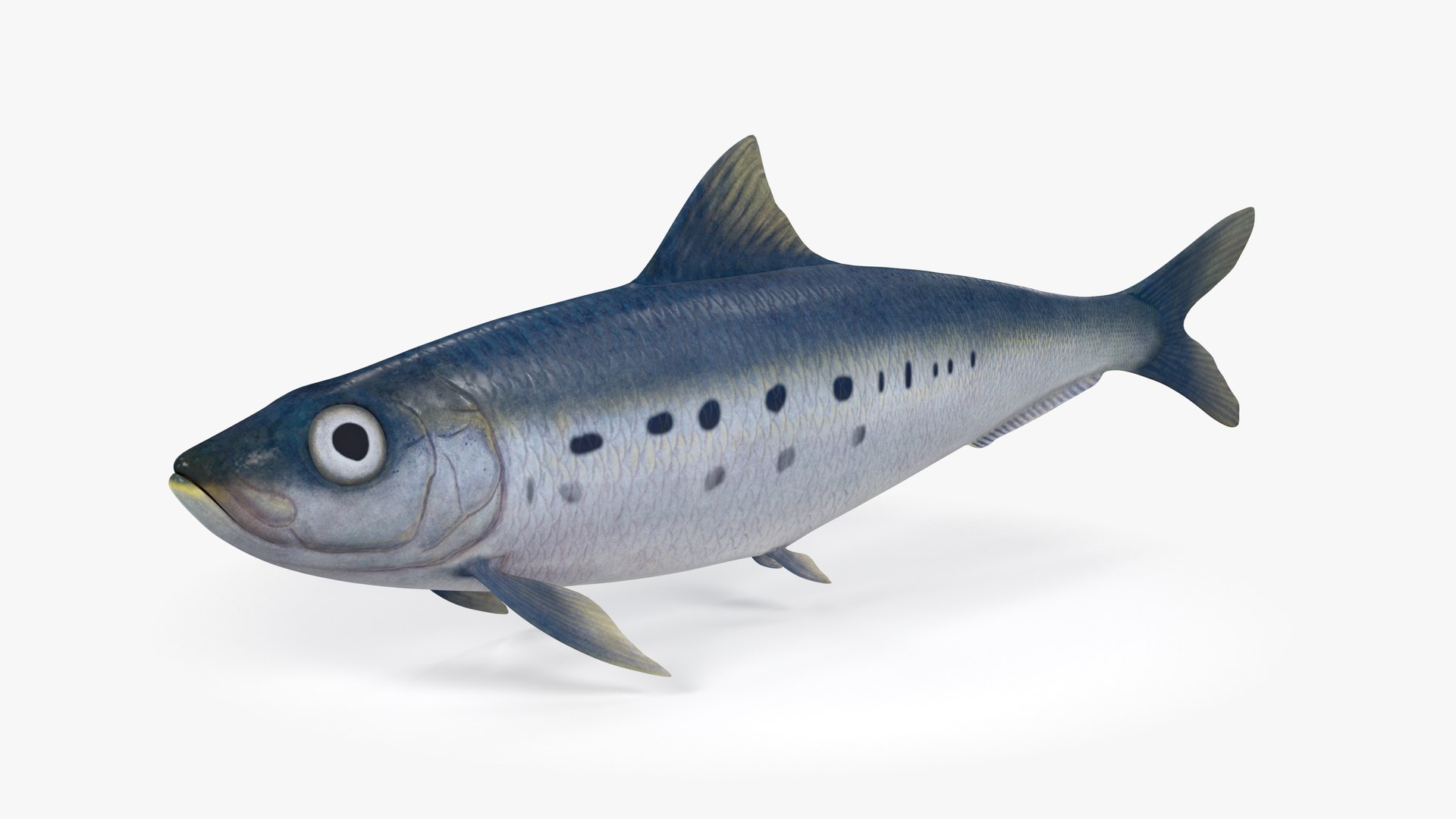 Sardine Fish 3D model https://p.turbosquid.com/ts-thumb/1I/CK6AEg/3J/sardine_image1/jpg/1718046767/1920x1080/fit_q87/b36ecedc015753c90472b3e0929f1e3e2ba9466c/sardine_image1.jpg