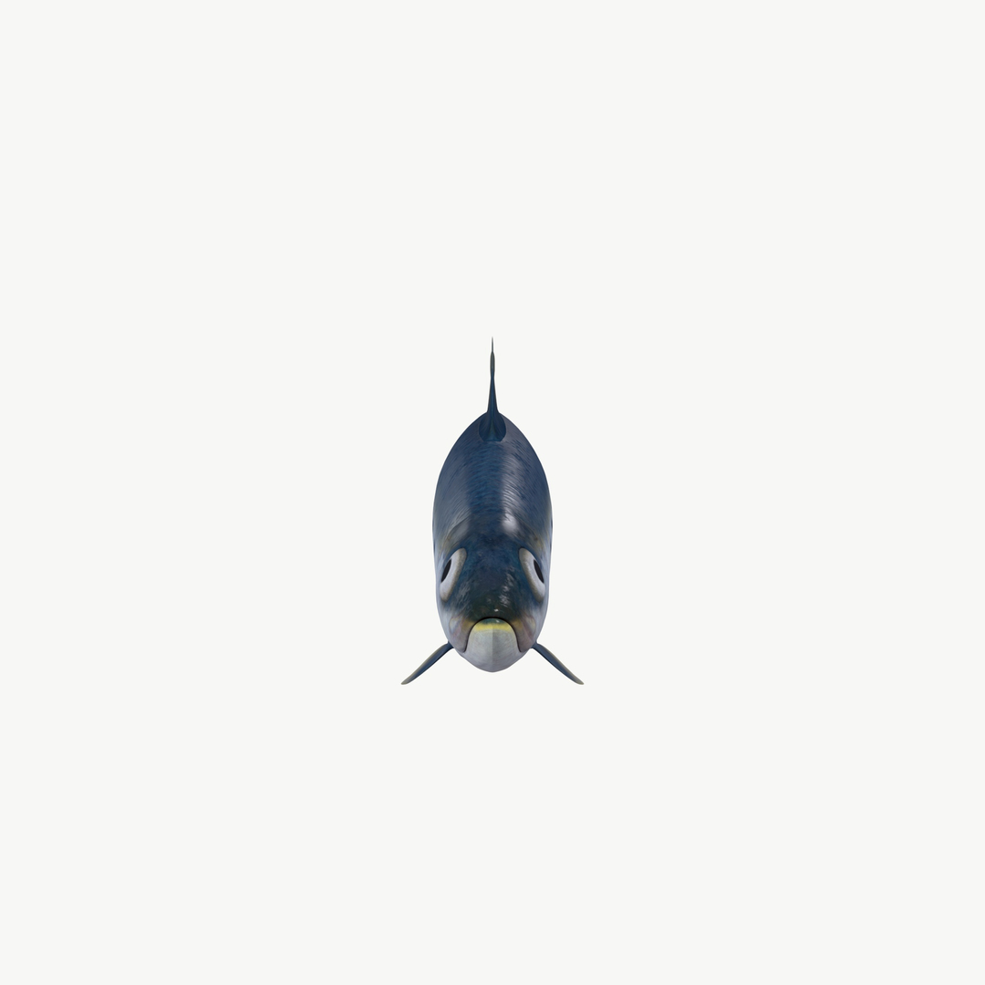 Sardine Fish 3D model https://p.turbosquid.com/ts-thumb/1I/CK6AEg/6P/sardine_turntable/jpg/1718047488/1920x1080/turn_fit_q99/246603d6e1b5729b672ab33da76bdce6e67e7f38/sardine_turntable-1.jpg