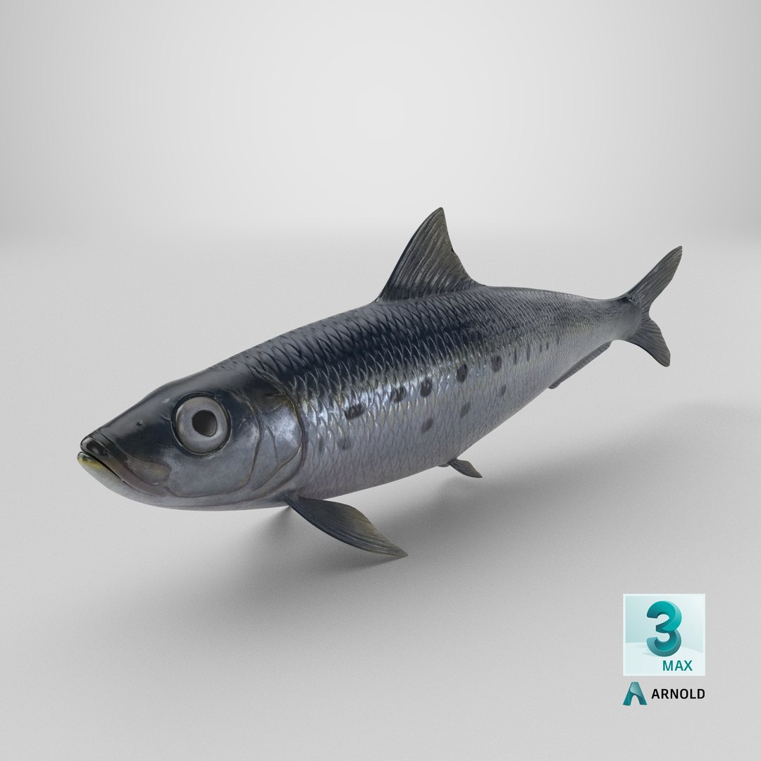 Sardine Fish 3D model https://p.turbosquid.com/ts-thumb/1I/CK6AEg/8t/stemcell_max_arnold_render/png/1726503725/1920x1080/fit_q87/025569f84c648cf47f1ebaa004c157bdc964e27e/stemcell_max_arnold_render.jpg