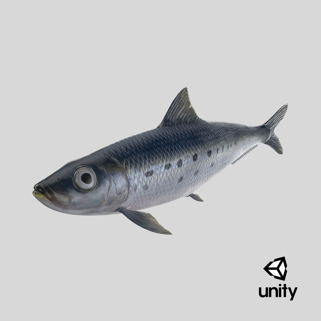 Sardine Fish 3D model https://p.turbosquid.com/ts-thumb/1I/CK6AEg/ER/stemcell_unity_render/png/1726503727/1920x1080/fit_q87/7160ddb2f9a0887c2749494958b2a9e0260ef161/stemcell_unity_render.jpg