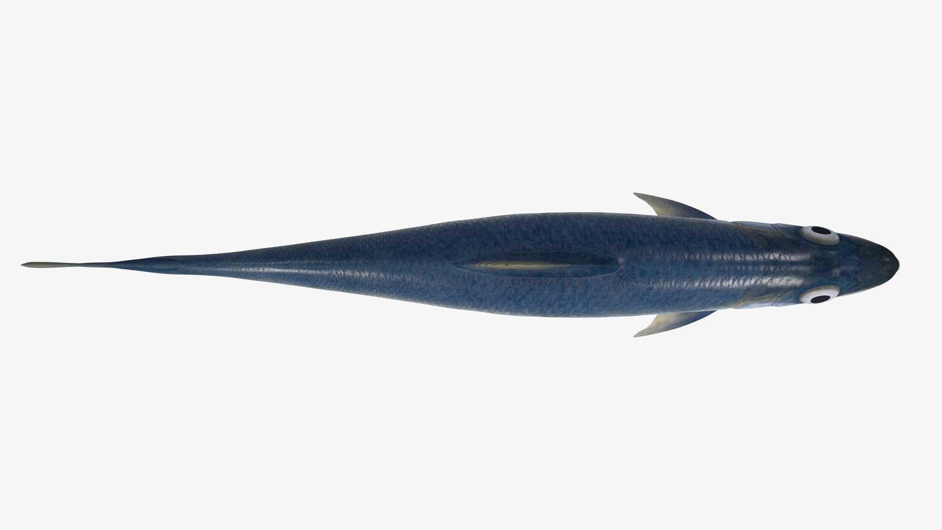 Sardine Fish 3D model https://p.turbosquid.com/ts-thumb/1I/CK6AEg/Po/sardine_image4/jpg/1718046771/1920x1080/fit_q87/1e45db20f1bf71c096d2e86e02f02e5aff54d14d/sardine_image4.jpg