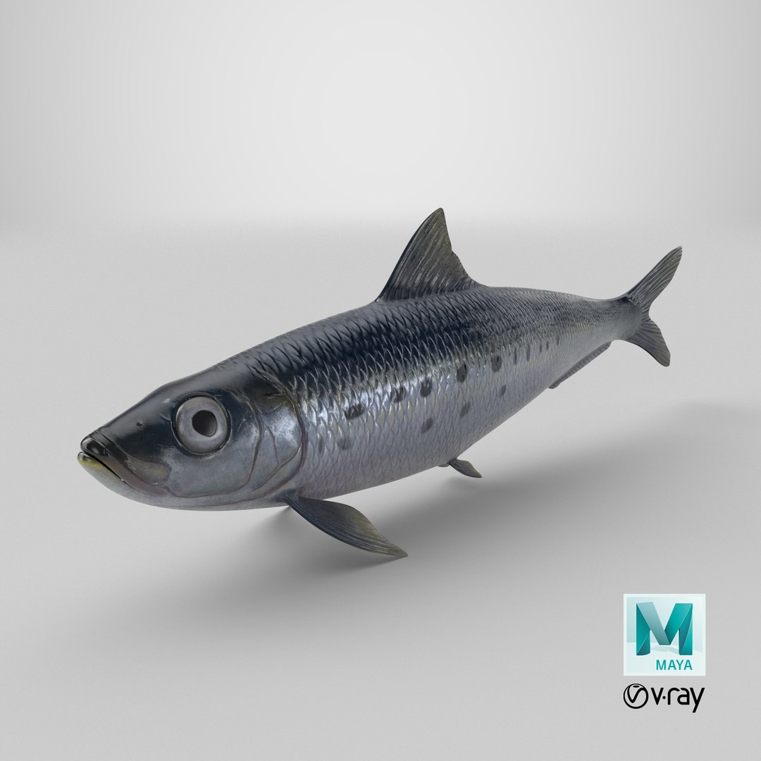 Sardine Fish 3D model https://p.turbosquid.com/ts-thumb/1I/CK6AEg/ee/stemcell_maya_vray_render/png/1726503717/1920x1080/fit_q87/29add490b9a4f58b7ce7cc07d1f568e172d9bfa7/stemcell_maya_vray_render.jpg