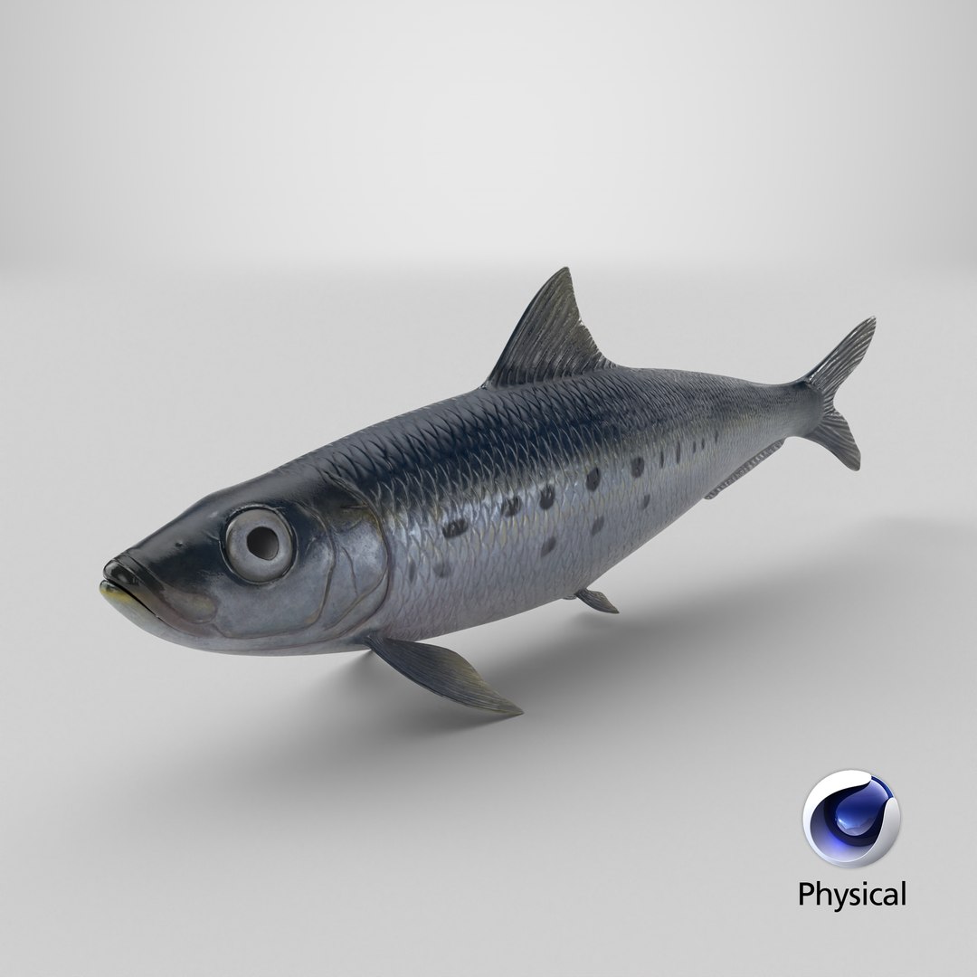 Sardine Fish 3D model https://p.turbosquid.com/ts-thumb/1I/CK6AEg/kn/stemcell_cinema_4d_physical_render/png/1726503721/1920x1080/fit_q87/5dfe48ef569b04cb99030fa098402b60372c8294/stemcell_cinema_4d_physical_render.jpg
