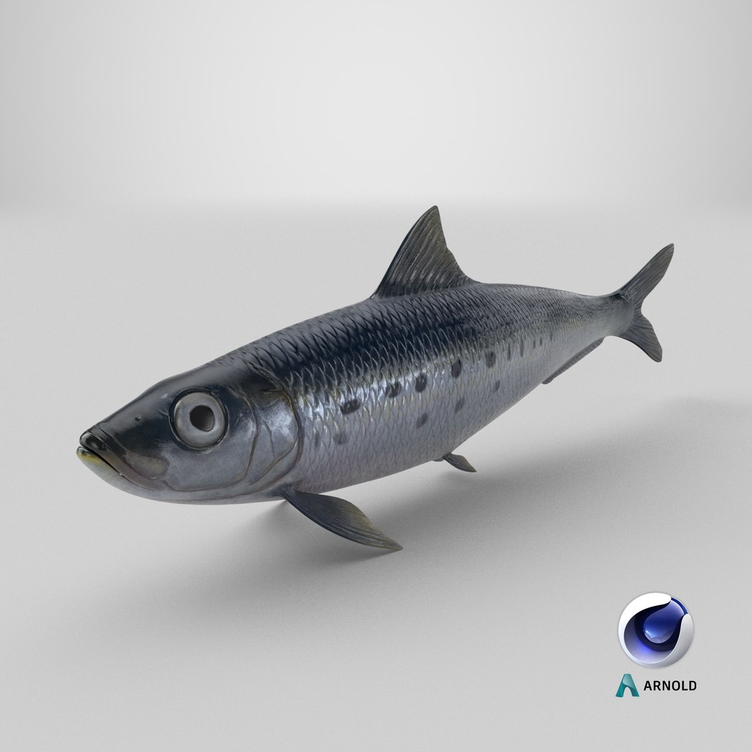 Sardine Fish 3D model https://p.turbosquid.com/ts-thumb/1I/CK6AEg/lq/stemcell_cinema_4d_arnold_render/png/1726503719/1920x1080/fit_q87/9b8facff9794e106ad2dcba85fbf7bb9549924c4/stemcell_cinema_4d_arnold_render.jpg