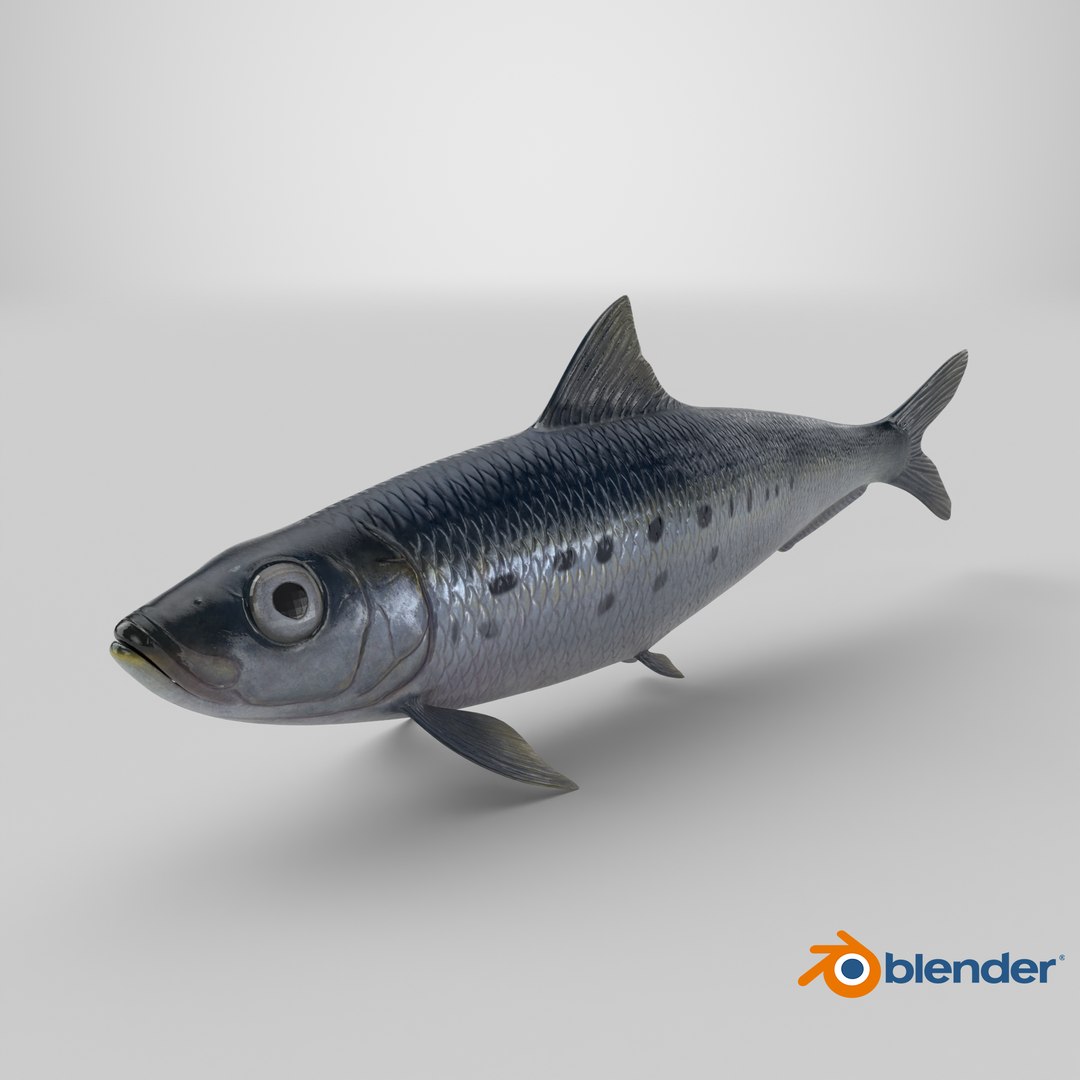Sardine Fish 3D model https://p.turbosquid.com/ts-thumb/1I/CK6AEg/n9/stemcell_blender_cycles_render/png/1726503713/1920x1080/fit_q87/638c6aa278b74c1351c6e0b37be4d09a984a5e6e/stemcell_blender_cycles_render.jpg
