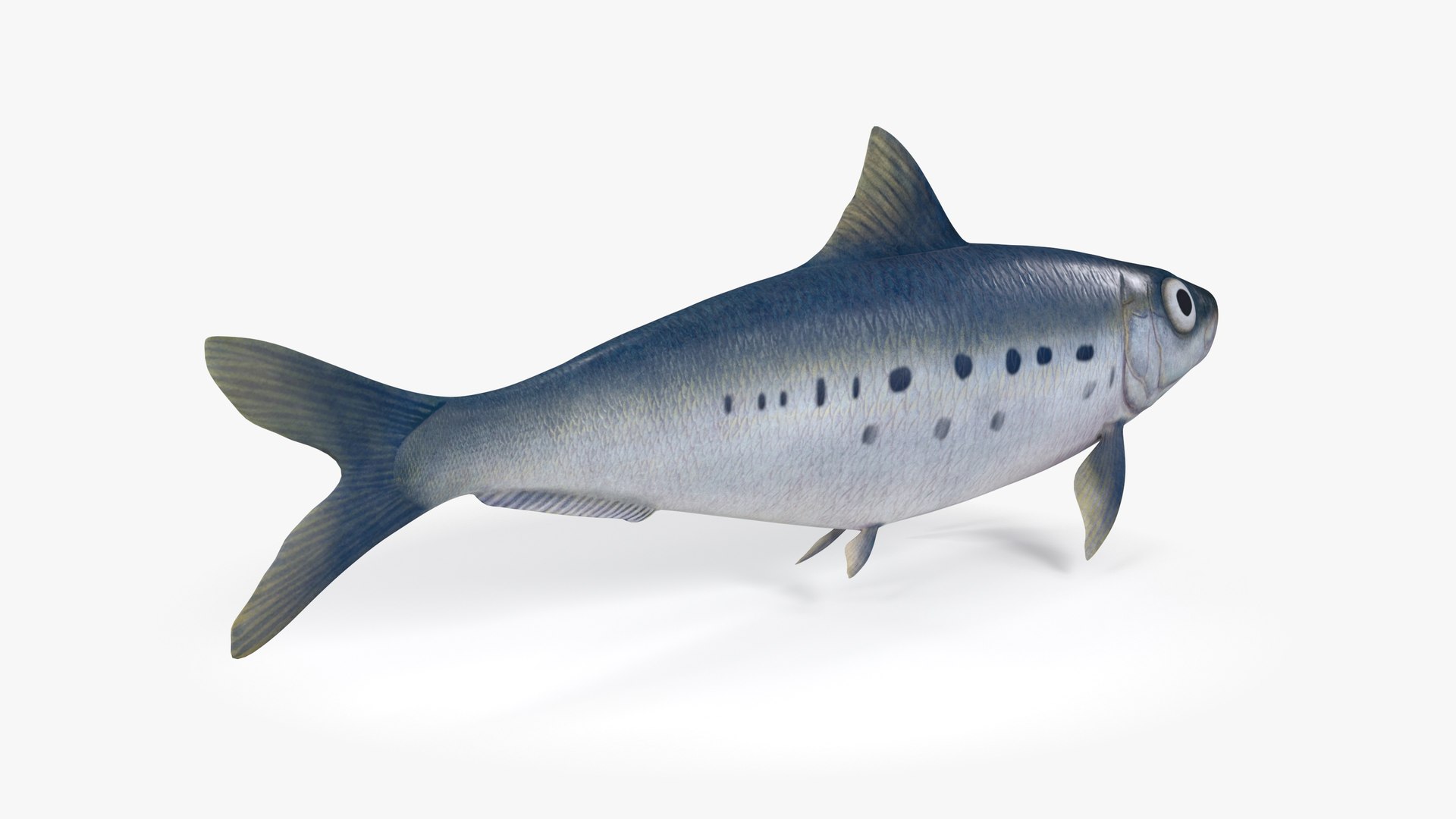 Sardine Fish 3D model https://p.turbosquid.com/ts-thumb/1I/CK6AEg/yk/sardine_image2/jpg/1718046769/1920x1080/fit_q87/67033fa0e632ea38e4f0b87af97842e57b06a72d/sardine_image2.jpg