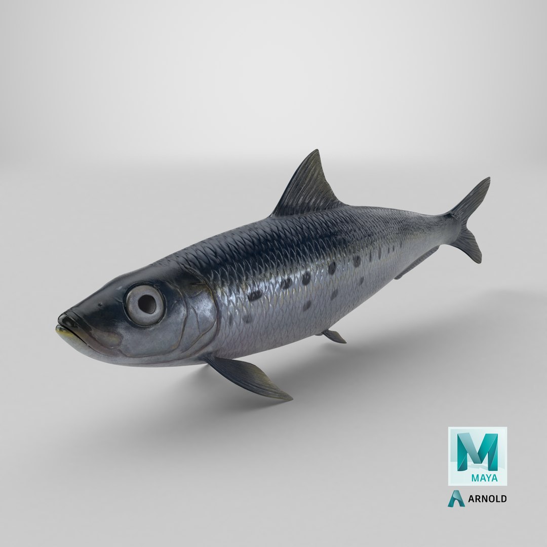 Sardine Fish 3D model https://p.turbosquid.com/ts-thumb/1I/CK6AEg/yy/stemcell_maya_arnold_render/png/1726503715/1920x1080/fit_q87/d6a5b02b8fdc0e85fe2e53ef5f0899d275a1e3f0/stemcell_maya_arnold_render.jpg