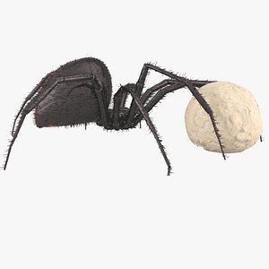 Northern Black Widow