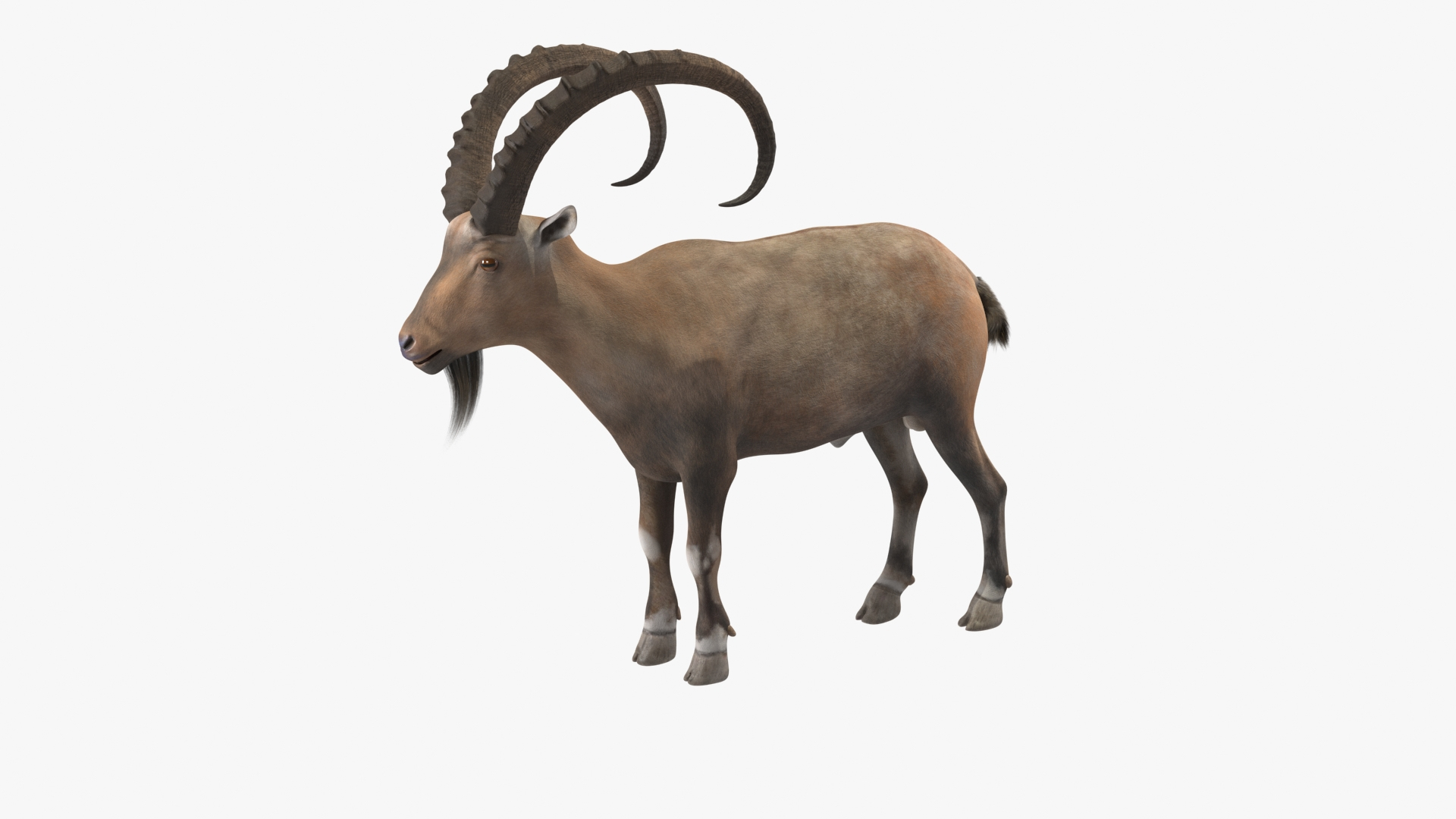 3D Model Alpine Ibex Stand Pose - TurboSquid 2225811