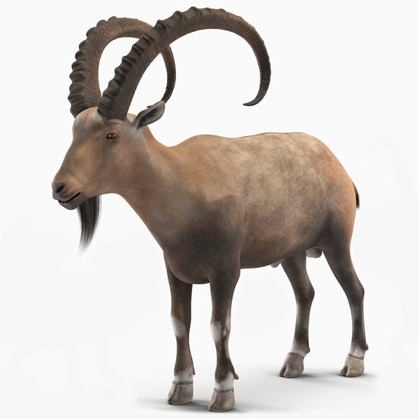 3D model Alpine Ibex Stand Pose