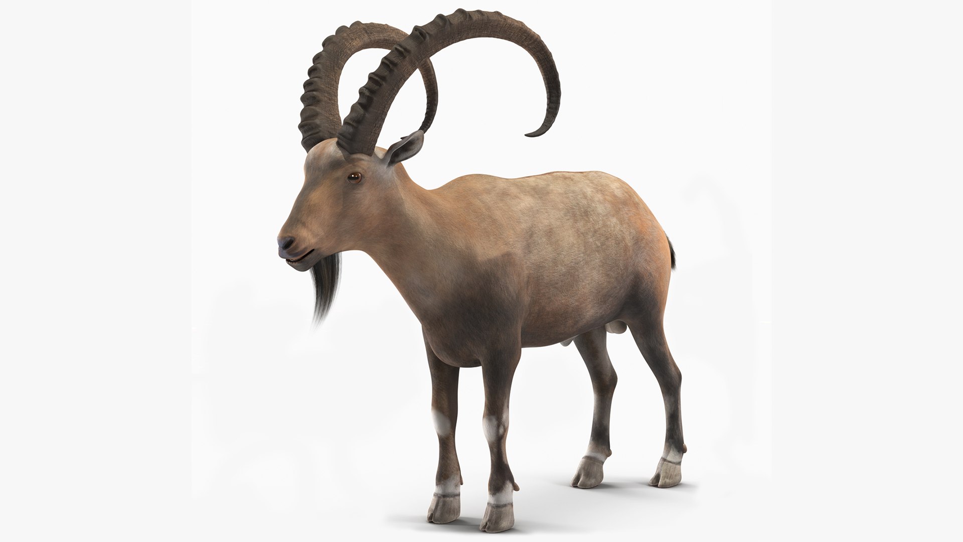 Alpine Ibex Stand Pose 3D model preview