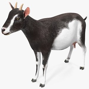 Domestic Goat 3D model
