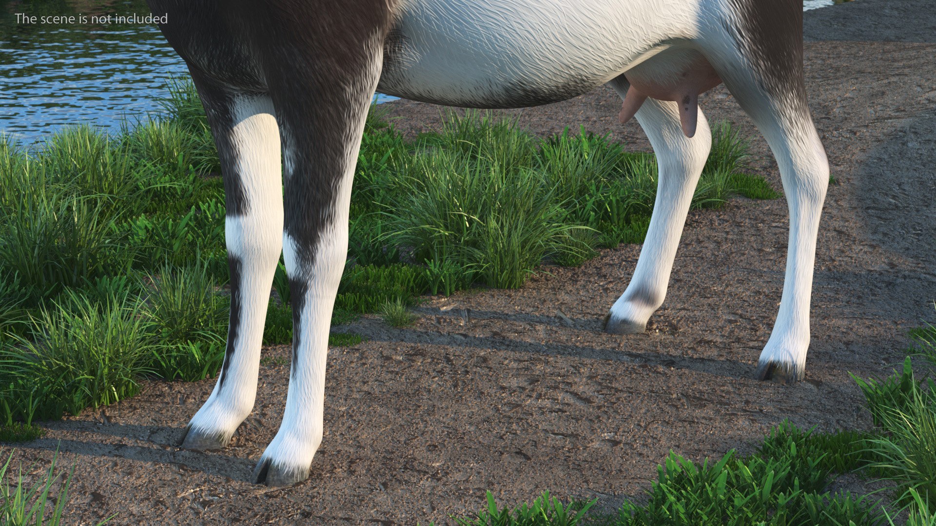 Domestic Goat 3D Model - TurboSquid 1993740
