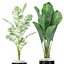 Colección de plantas 415