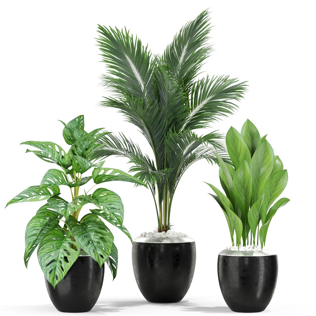 3D plants 415 model https://p.turbosquid.com/ts-thumb/1I/Fkp8K2/ev9BJRXL/plant_415_03/jpg/1606637618/1920x1080/fit_q87/8248b92b9d1e353c1948a2380c38f6d640788e5f/plant_415_03.jpg