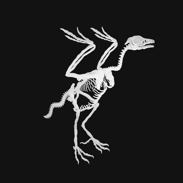 Archaeopteryx Skeleton 3D 모델 - TurboSquid 1992707