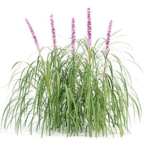 Lilyturf plants outdoor collection vol 131 3D model