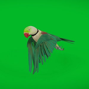 3D model Alexandrine Parakeet