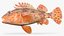 California Scorpionfish