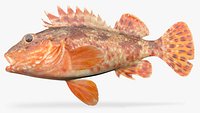 California Scorpionfish
