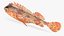 California Scorpionfish