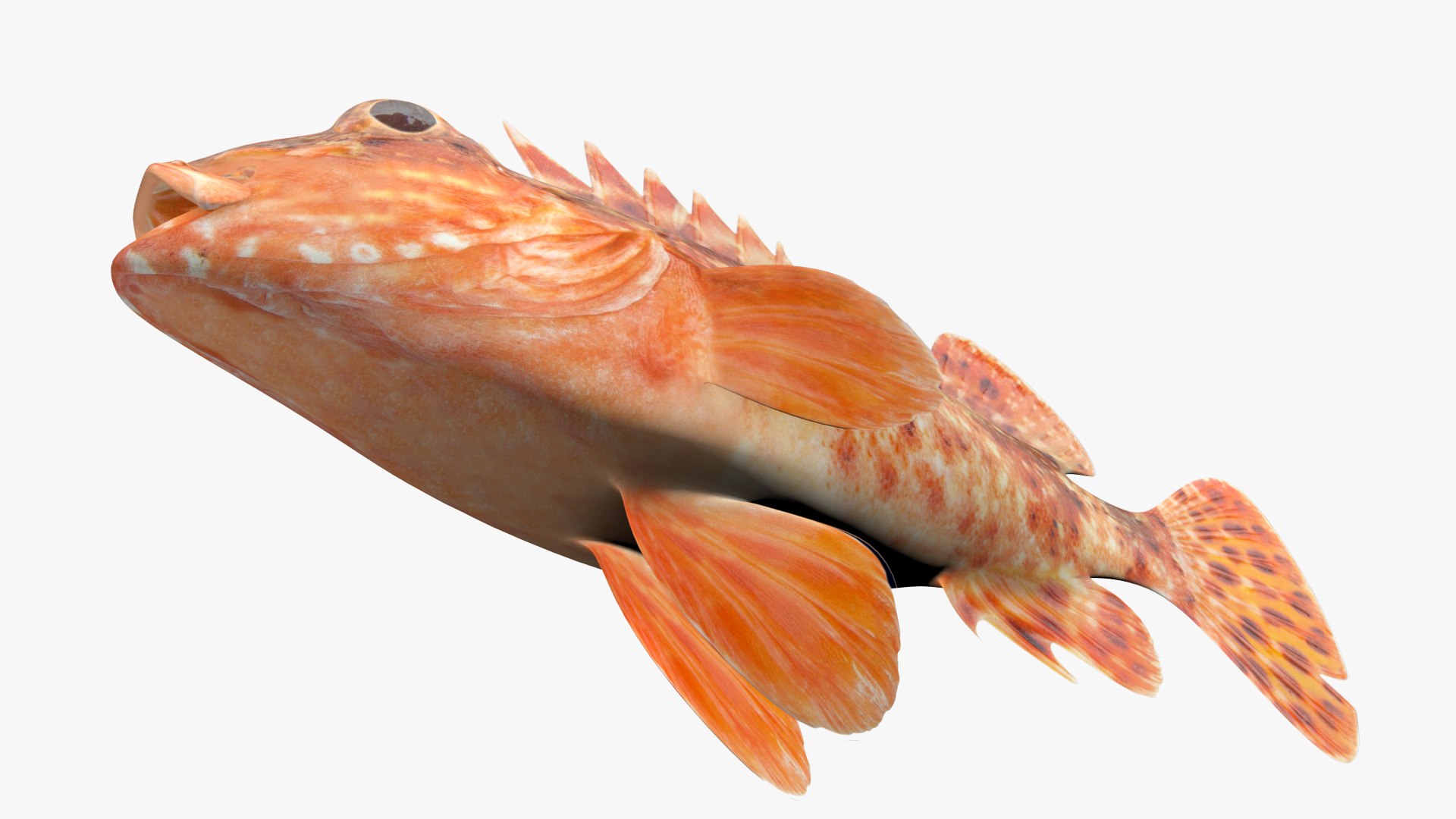 california scorpionfish fish 3D model https://p.turbosquid.com/ts-thumb/1I/WAGxbT/dg/2/jpg/1609076485/1920x1080/fit_q87/190cab0f79db860fea8bebe764f6244a515f25b2/2.jpg