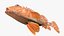 California Scorpionfish