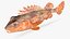 California Scorpionfish