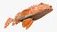 California Scorpionfish