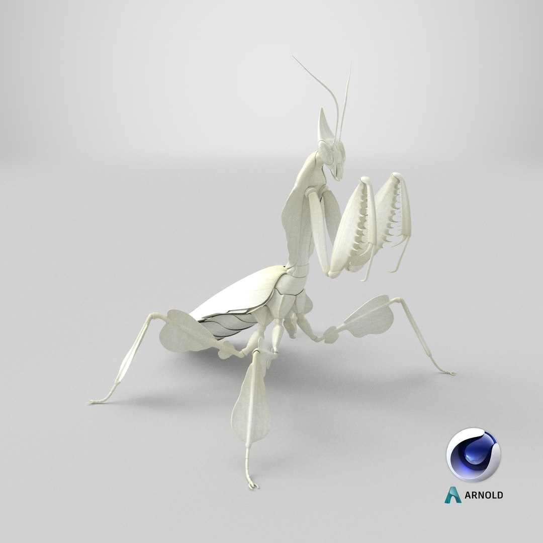 Praying Mantis White 3D model https://p.turbosquid.com/ts-thumb/1I/YcoWqa/4W/stemcell_cinema_4d_arnold_render/png/1767815213/1920x1080/fit_q87/b49b34c56963739c54dbe702c510a863b2101f9c/stemcell_cinema_4d_arnold_render.jpg
