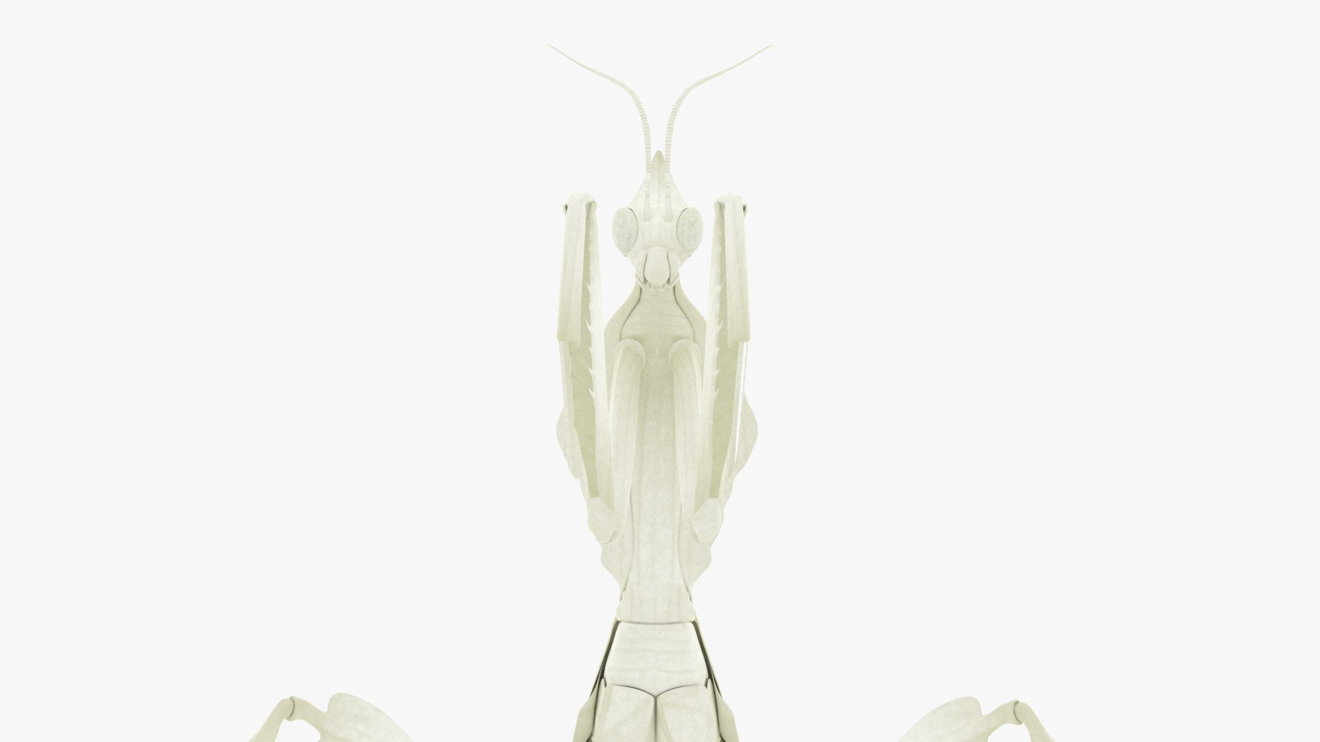 Praying Mantis White 3D model https://p.turbosquid.com/ts-thumb/1I/YcoWqa/Ce/0014/png/1751910394/1920x1080/fit_q87/6459a9b7ce52d9f8db561691447f3c8dbdece4f8/0014.jpg