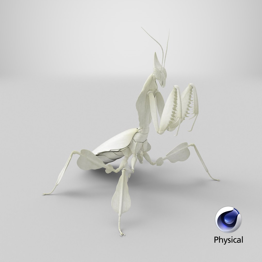 Praying Mantis White 3D model https://p.turbosquid.com/ts-thumb/1I/YcoWqa/Eo/stemcell_cinema_4d_physical_render/png/1767815215/1920x1080/fit_q87/45b042ce9454f884a0007231ac7e9d97f8eca2c5/stemcell_cinema_4d_physical_render.jpg