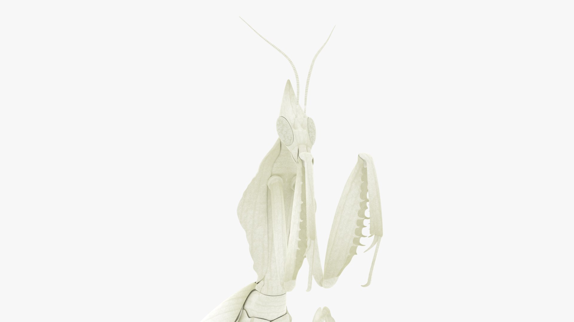 Praying Mantis White 3D model https://p.turbosquid.com/ts-thumb/1I/YcoWqa/HP/0009/png/1751910392/1920x1080/fit_q87/5843cd1077b9f5332af1761cdec65f3196bd6117/0009.jpg