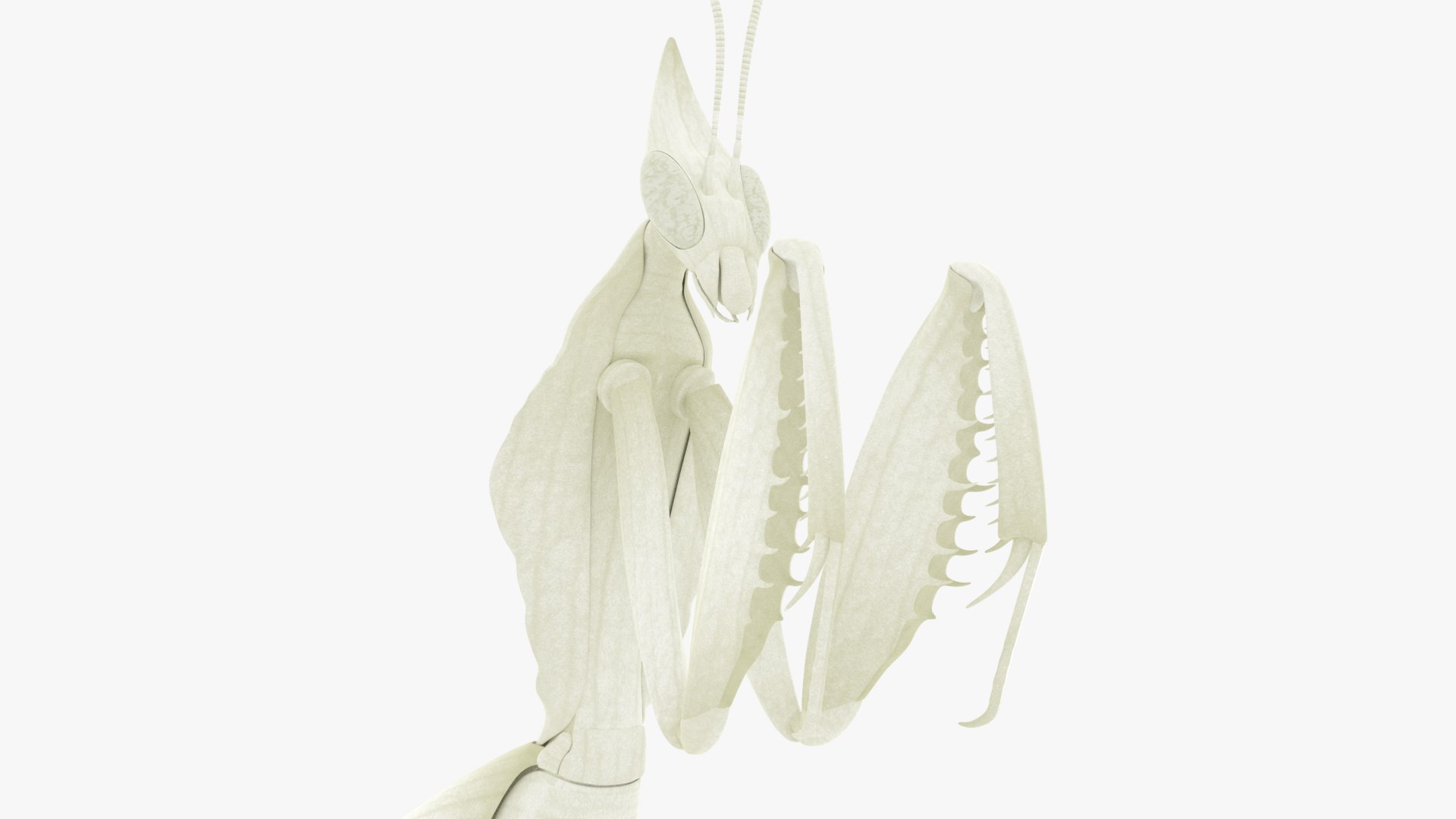 Praying Mantis White 3D model https://p.turbosquid.com/ts-thumb/1I/YcoWqa/NI/0016/png/1751910765/1920x1080/fit_q87/8cf5ed760cfc50e439e18ba423e698debcf260a2/0016.jpg