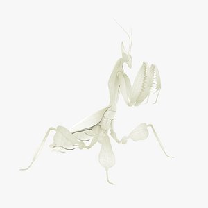 Praying Mantis White